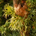 Platycerium bifurcatum. The names Ã¢â¬Åstaghorn fernÃ¢â¬Â and Ã¢â¬Åelkhorn fernÃ¢â¬Â are often used interchangeably.